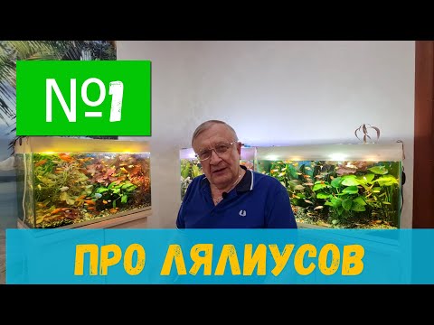 Видео: #01 Про разведение лялиусов  / Аквариумистика с Геннадием Посейдонычем