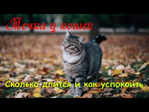 Видео: Течка у кошек  Сколько длится и как успокоить  The cat is in heat