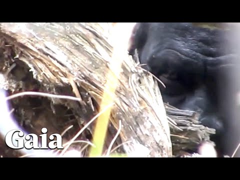 Видео: (ЧАСТЬ 2) РЕАЛЬНЫЕ СЪЕМКИ - Лицом к лицу с снежным человеком