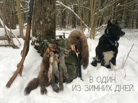 Видео: Охота с лайкой на куницу и белку... В один из зимних дней...
