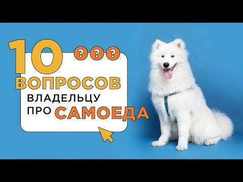 Видео: 10 вопросов владельцу про самоеда. Расскажем все о собаке породы самоед.