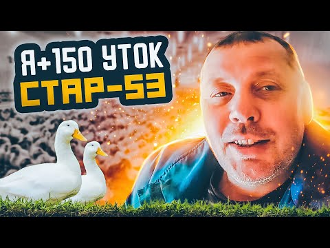 Видео: Утка СТАР-53. Сезон 2023. Советы по содержанию в первую неделю. "Мое Подворье"