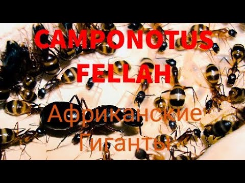 Видео: CAMPONOTUS FELLAH. Моя семья Африканских Гигантов