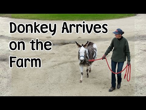 Видео: Новый осёл прибыл на ферму и первый урок шерсти в этом сезоне