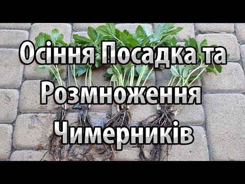 Видео: Осіння Посадка та Розмноження Чимерників