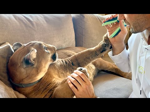 Видео: Кажется пахнет проблемой..Пума Месси не хочет это терпеть | Puma Messi doesn't want to tolerate this
