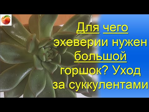 Видео: Почему Эхеверию надо сажать в большой горшок Суккуленты ECHEVERIA Как поливать суккуленты