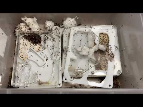 Видео: Произошла протечка (побег)  у соленопсис гемината.  Solenopsis geminata (огненный муравей).