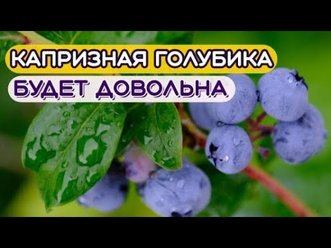 Видео: Подготовка грунта для посадки голубики #дачасадогород