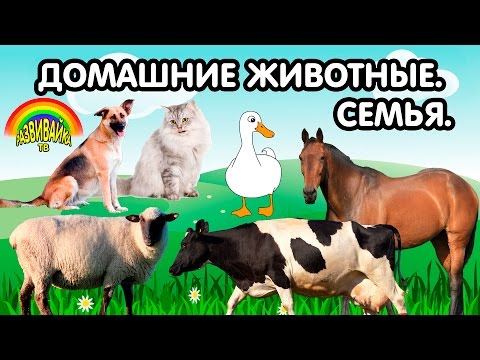 Видео: Мультики для самых маленьких. Домашние животные. Кто как называется? Детёныши. Семья.