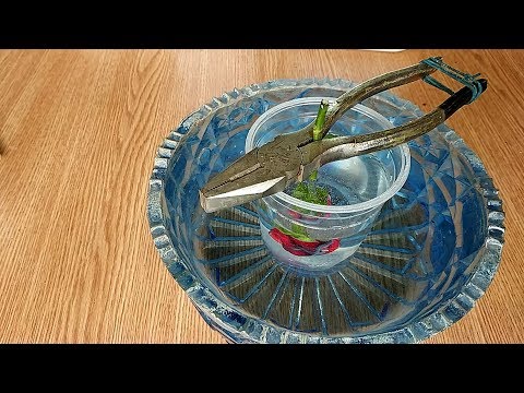 Видео: Эксперимент. Роза в толстом слое эпоксидки