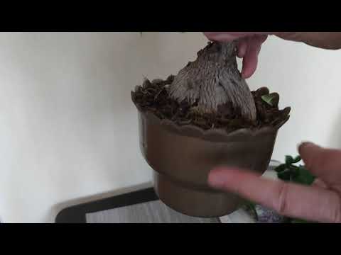 Видео: Обрезка дерева бонсай (фикус микрокарпа)