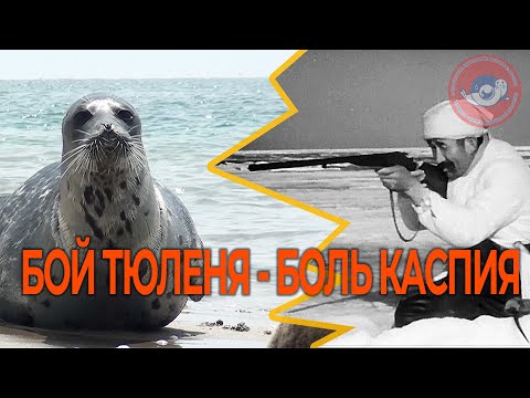 Видео: БОЙ ТЮЛЕНЯ - БОЛЬ КАСПИЯ