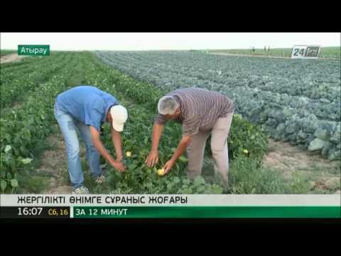 Видео: Атыраулық шаруа облыс тұрғындарын көкөністің 12 түрімен қамтамасыз етіп отыр