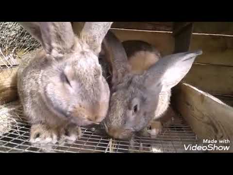 Видео: КЛЕТКИ ДЛЯ КРОЛИКОВ♡ КАКОЙ ПОЛ ЛУЧШЕ♡