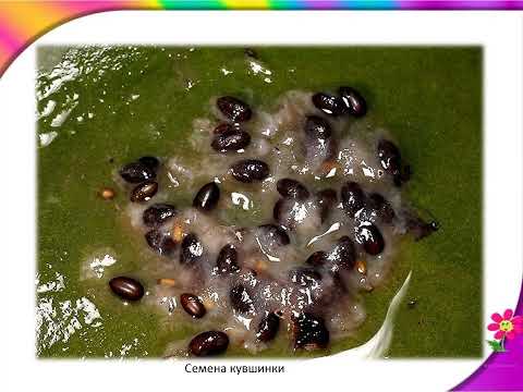 Видео: Охрана растений