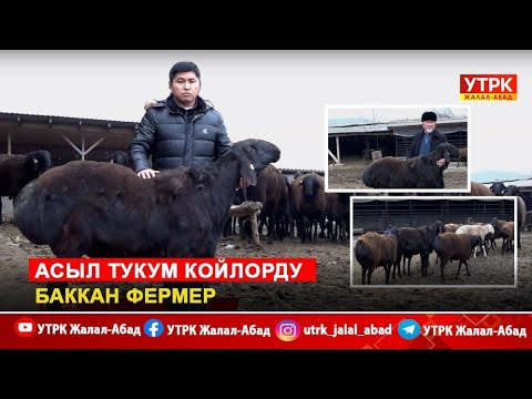 Видео: Асыл тукум койлорду баккан фермер