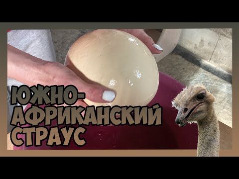 Видео: ИНКУБАЦИЯ ЯИЦ ЮЖНОАФРИКАНСКОГО СТРАУСА / РЕЖИМ ИНКУБАЦИИ / ЗАКЛАДКА