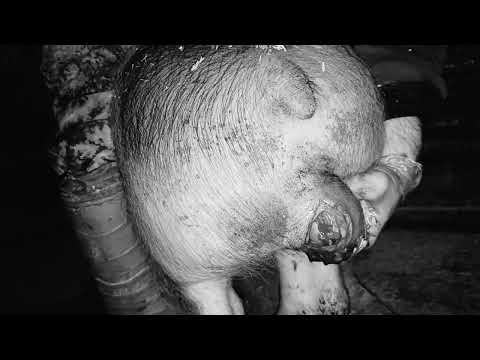 Видео: Кастрация хряка в один разрез крупным планом!