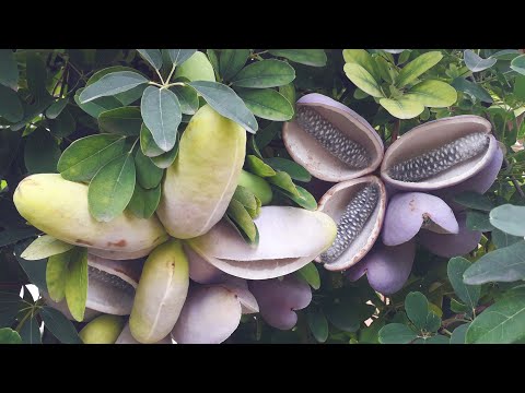 Видео: Акебія дозріла!!!