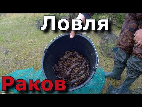 Видео: Ловля Крупных РАКОВ !!! День второй !!  Как наловить крупных раков!!!