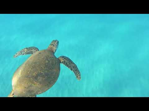 Видео: "Ийгилик булагы..... Баарлашуунун каражаттары"