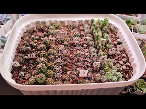 Видео: Пикировка сеянцев🌵 | Обзор посевов🌱🌵🌸 #cactus #plants #succulent #kaktus 