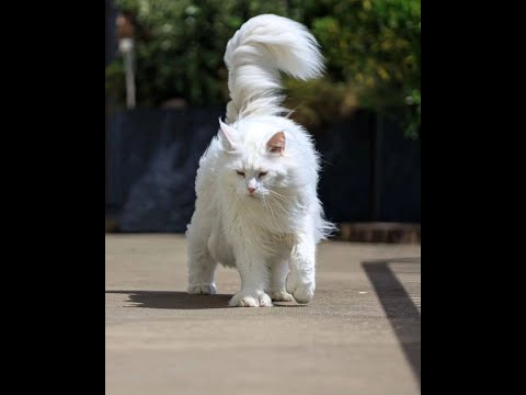 Видео: Как понять, что кот хочет кошку?