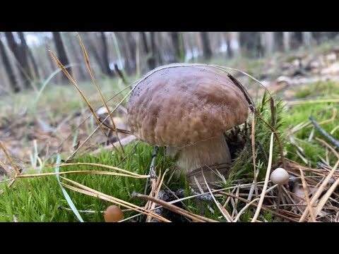 Видео: Грибалка в ноябре. Гуляем по городу, в очень красивом месте. Немного Пуси. Влог.