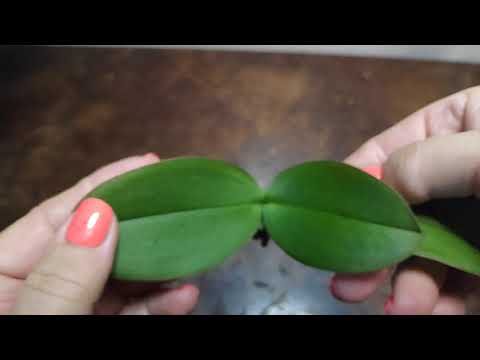 Видео: 10.07.21.мини ОРХИДЕЯ уценка из ОБИ.. попробуем спасти.. обработка топаз+максим..