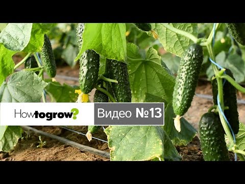 Видео: Сбор первого урожая огурцов в теплице