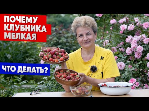 Видео: Почему клубника мелкая. Что делать?