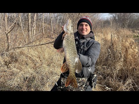 Видео: Ловля крупной щуки на реке Северский Донец спиннингом зимой  Максимум Рыбалки  Favorite BlackSwan902