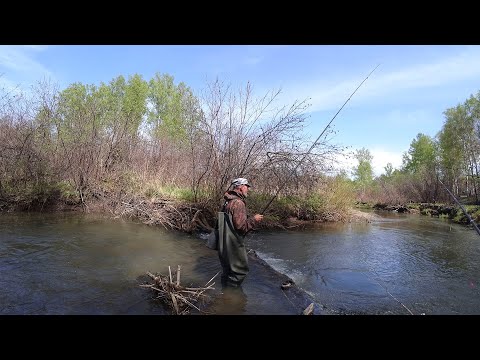 Видео: Речка в тайге Полна Хариуса/ Рыбалка на Хариуса в Мае 2022/ Начал брать КАБАН Хариус/ Все Отловились