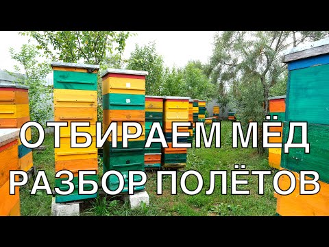 Видео: ПРАВИЛЬНЫЙ ОТБОР МЁДА  МНОГОКОПУСНОЙ УЛЕЙ РУЛИТ.