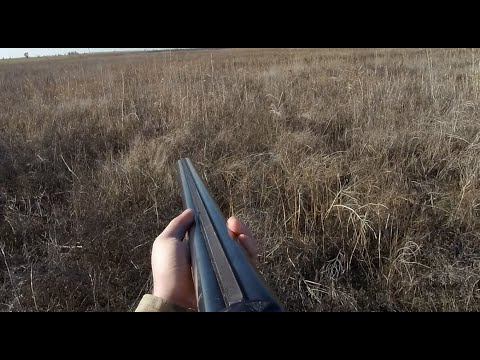 Видео: Охота на зайца Сезон 2025-2026 Открытие