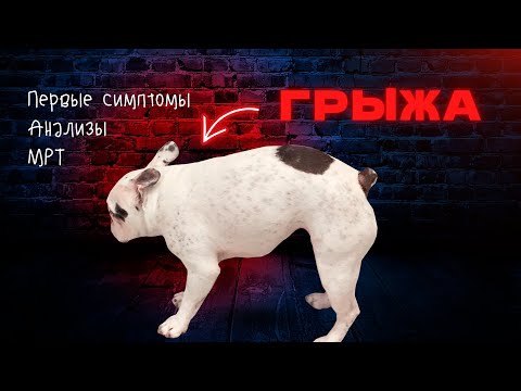 Видео: У Чарли грыжа | Первые симптомы | Лечить или оперировать?