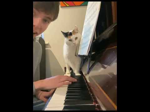 Видео: ЭТИ КОТЫ ТВОРЯТ ТАКОЕ... У ВАС СНЕСЕТ КРЫШУ