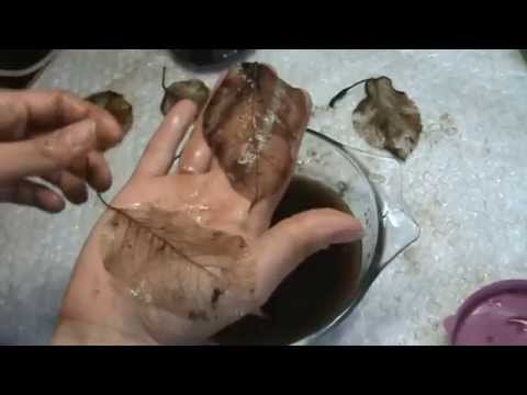 Видео: Скелетирование листьев. Самый простой способ как скелетировать обычные листья