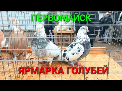 Видео: Голуби Первомайск. Ярмарка декоративной птицы. Кролики Нутрии. Добрые. Негатив отсутствует. #зоотроп