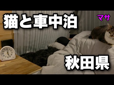 Видео: Зимний автомобильный поход с кошками | Акита, Япония