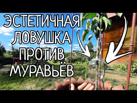 Видео: ЛОВУШКА ПРОТИВ ТЛИ И МУРАВЬЁВ.ПРОВЕРЕНО ВРАГ НЕ ПРОЙДЁТ!!БЮДЖЕТНО,КРАСИВО,ДОЛГОВЕЧНО,ЧТО ЕЩЁ НАДО)