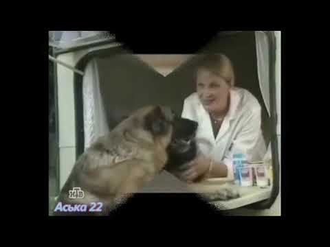 Видео: Возвращение мухтара дай лапу верный пес