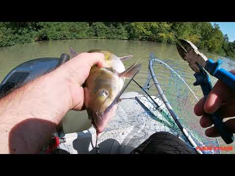 Видео: ловля сома на реке Кубань