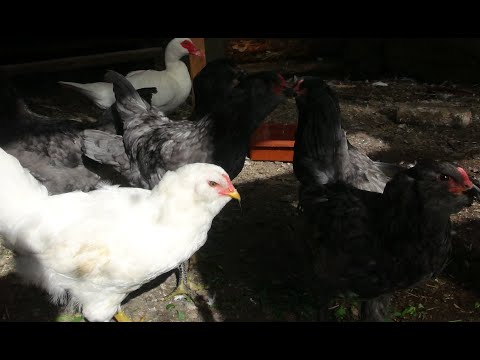 Видео: Голуби, пчелы, попугаи и многое другое.