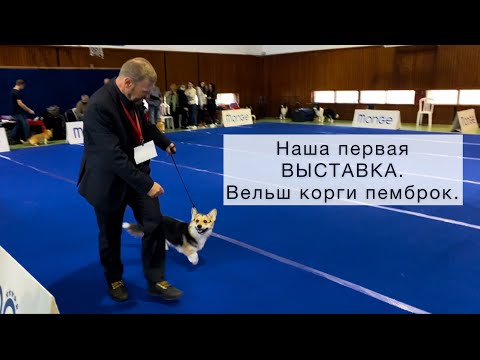 Видео: Наша первая выставка в Израиле. Корги Марти 9 мес. Выставка пастушьих собак Кирият Ата в ноябре.