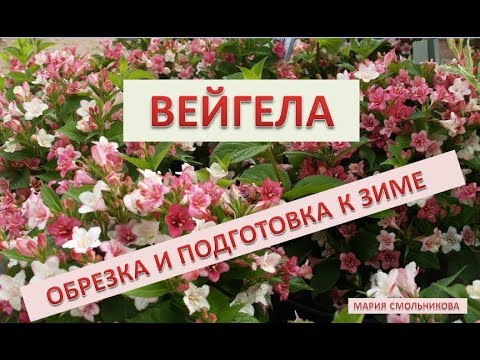 Видео: Вейгела .Обрезка и подготовка к зиме .