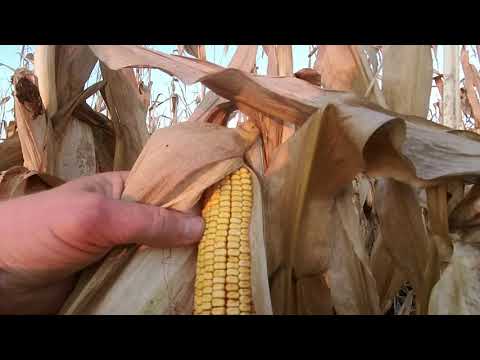 Видео: Кукурудза КВС 23/70  (як воно в 2021р) ЧАСТИНА 2 💯