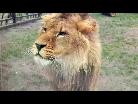 Видео: Лев ШЕРХАН  - звезда YouTube. Наш царь выдумщик. Гости из Африки у африканского царя. (1 выпуск)