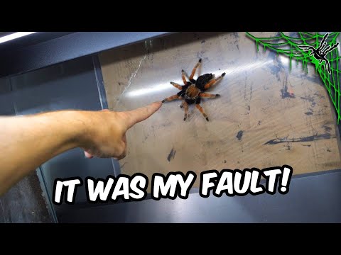 Видео: Ещё один побег от паука... Это была моя вина! + Черепное блаженство